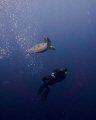   emotional dance glorious turtle my buddy amongst deep blue water was truly mesmerizing scene. most modest equipment natural sunlight harmony these two loveable creatures caught eye. scene eye  